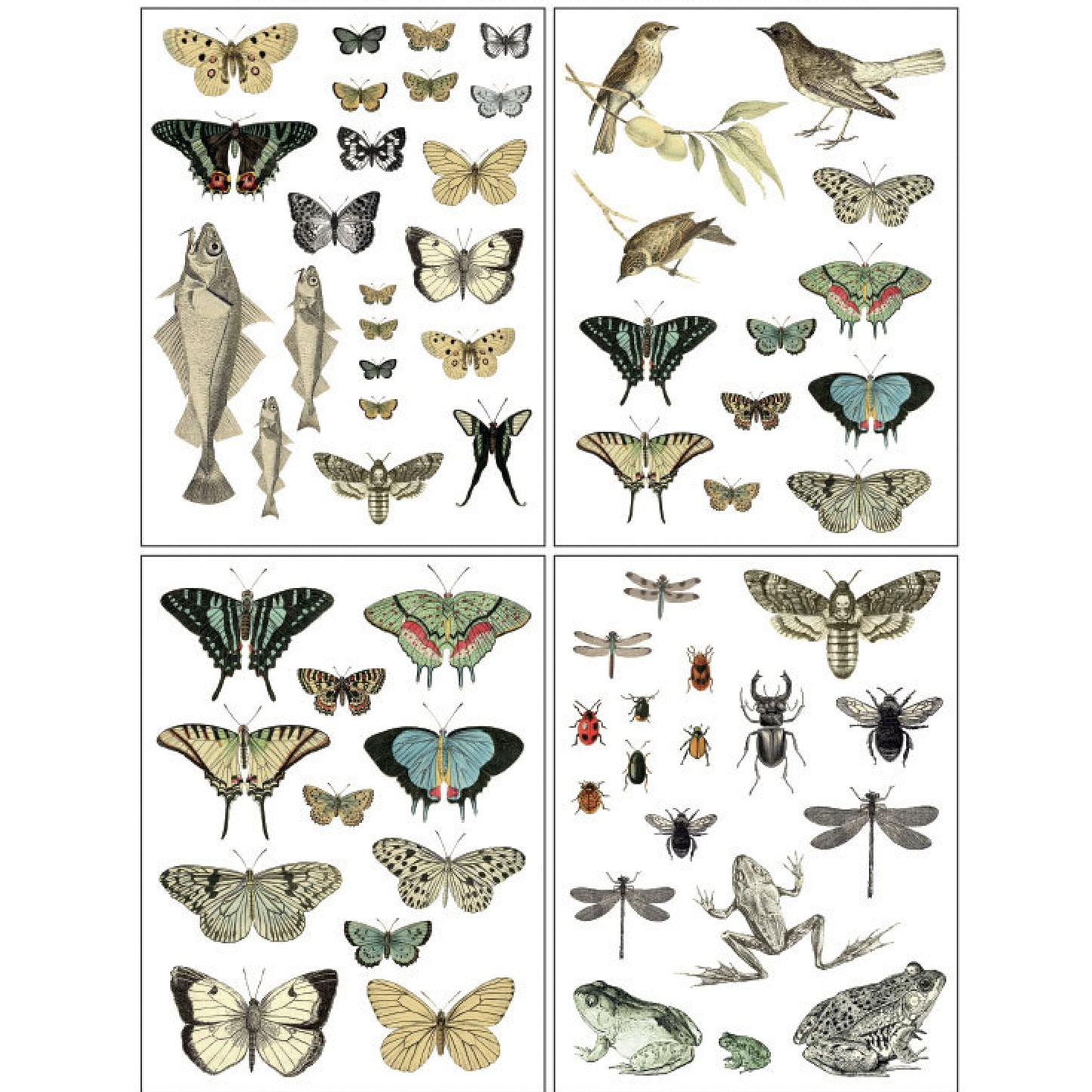 IOD Entomology Etcetera Decor Transfer - Iron Orchid Designs