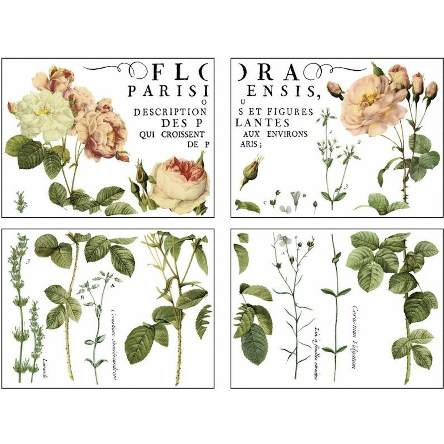 IOD Flora Parisiensis Decor Transfer - Iron Orchid Designs