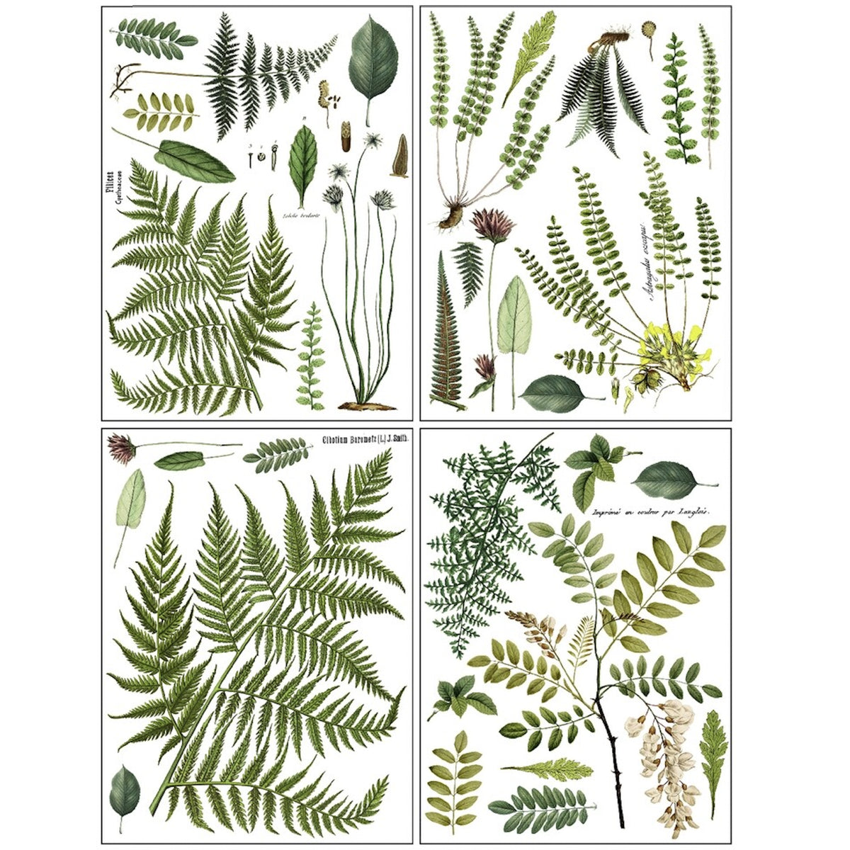 IOD Fronds Botanical Decor Transfer by Iron Orchid Designs - 4 Sheets
