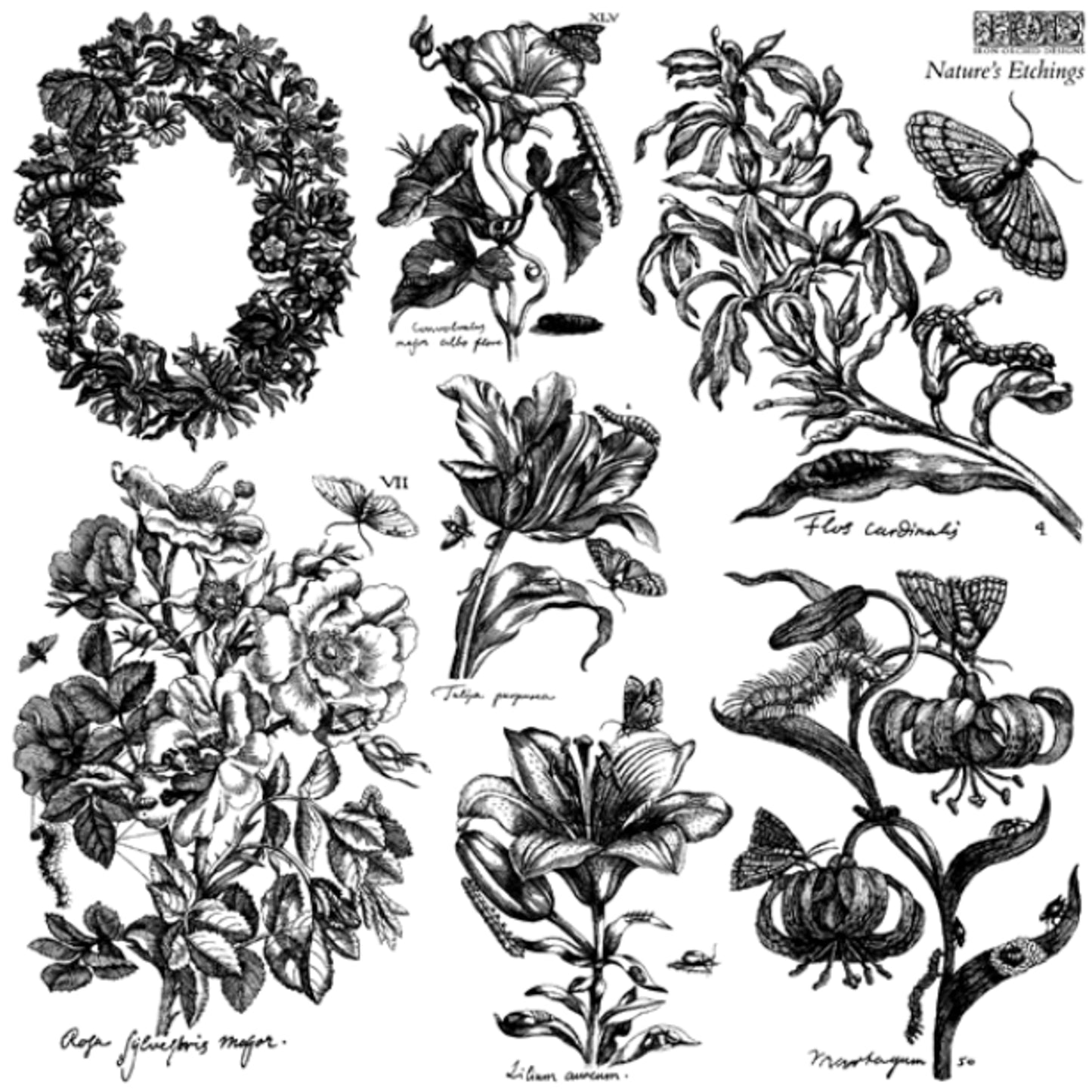 IOD Nature's Etchings Decor Stamp by Iron Orchid Designs - Summer 2026