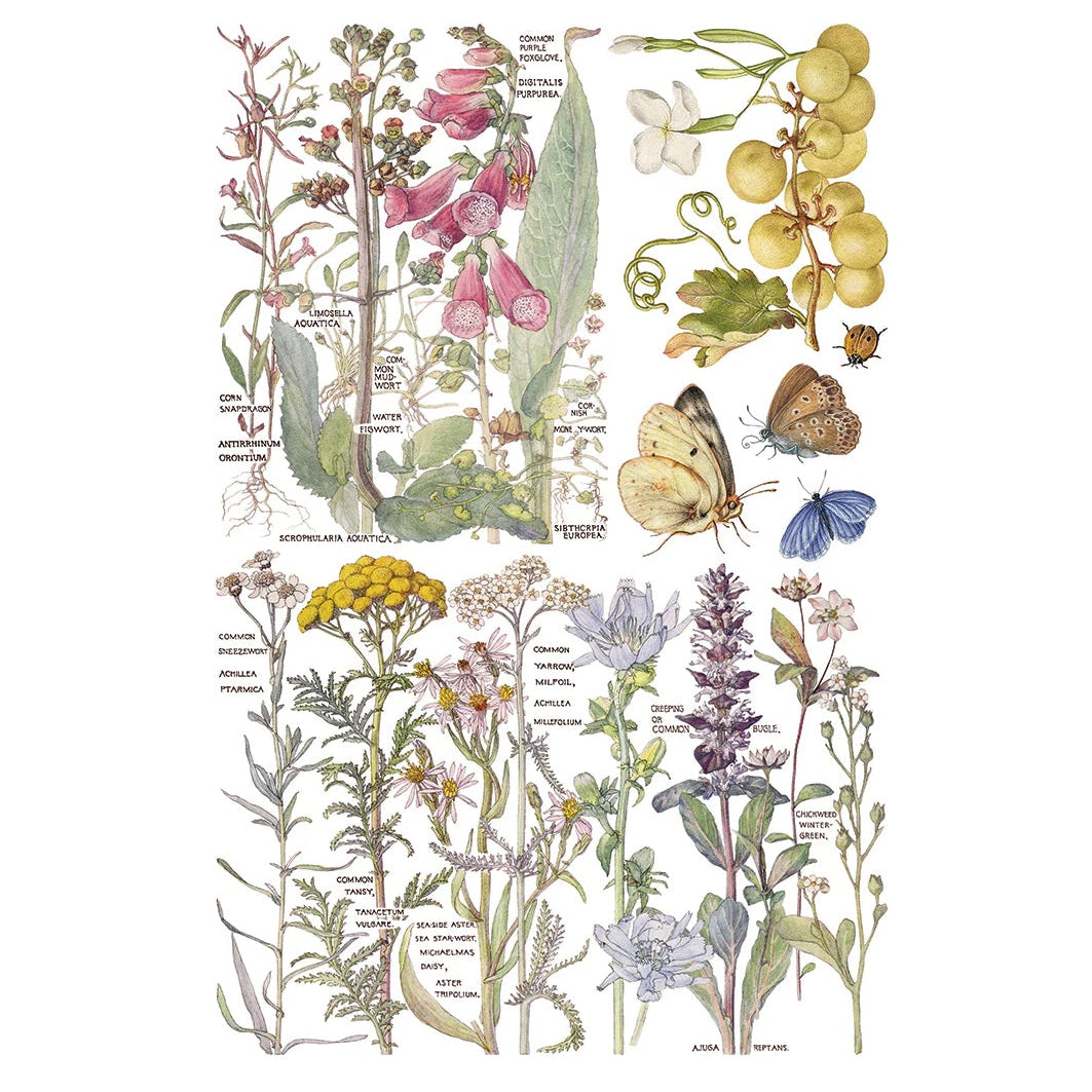 IOD Primrose Isle Decor Transfer by Iron Orchid Designs - Summer 2026