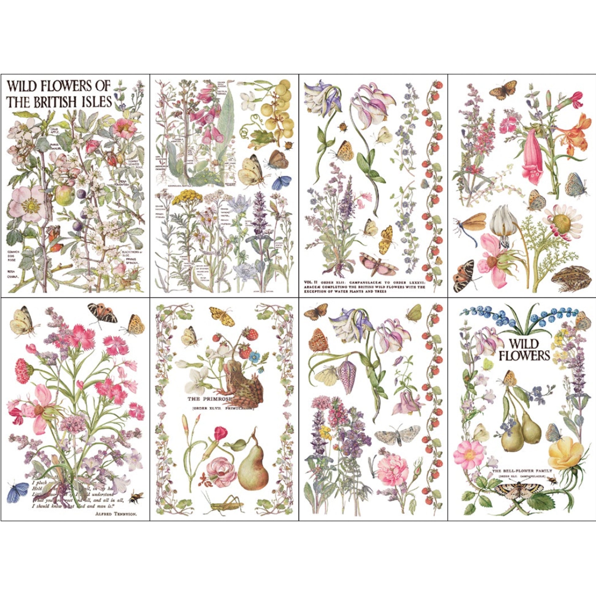 IOD Primrose Isle Decor Transfer by Iron Orchid Designs - Summer 2026