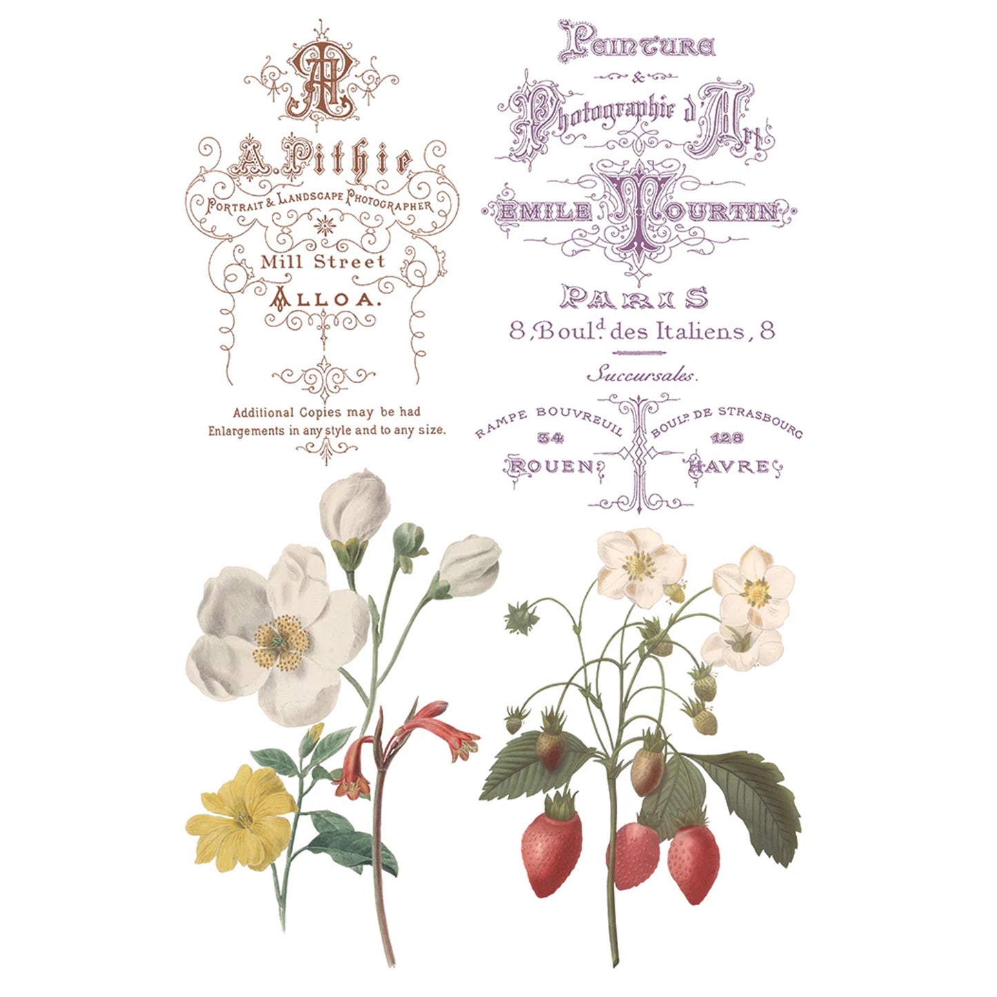 IOD Saint Ouen Decor Transfer by Iron Orchid Designs Spring 2026