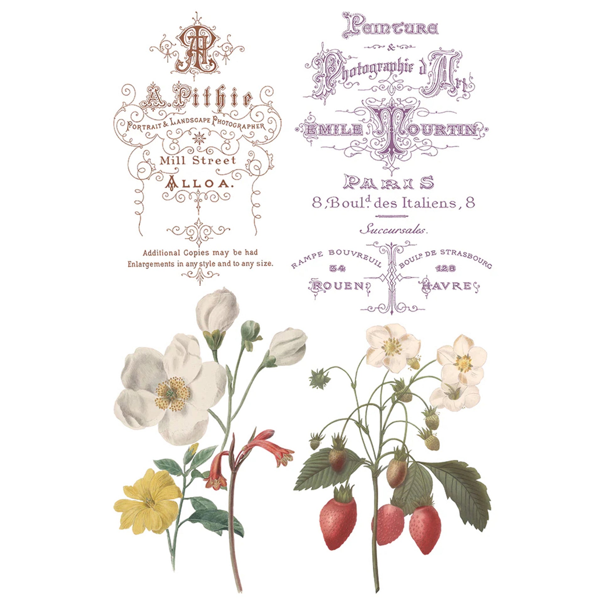 IOD Saint Ouen Decor Transfer by Iron Orchid Designs Spring 2026