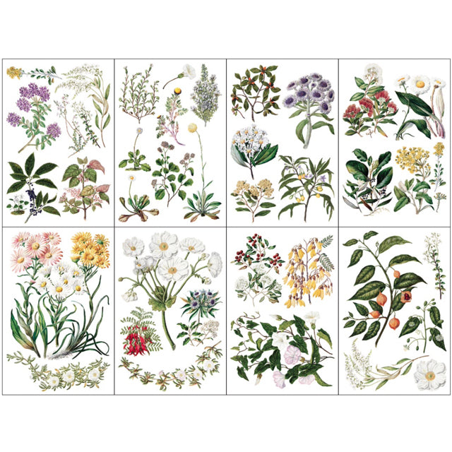IOD Sarah Featon's Botanicals Decor Transfer - Iron Orchid Designs